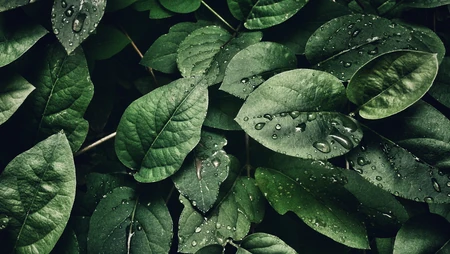 绿色植物叶子&ldquo;茶叶，咖啡叶子&rdquo;的护眼桌面壁纸