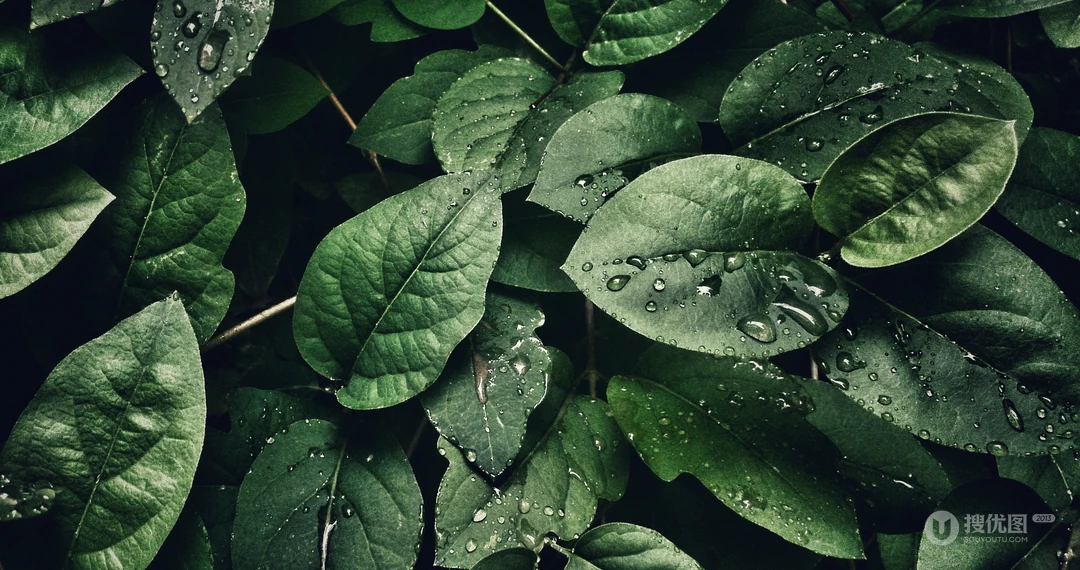 绿色植物叶子&ldquo;茶叶，咖啡叶子&rdquo;的护眼桌面壁纸