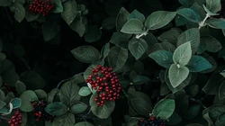 长满红色小果实的植物&ldquo;黑果荚蒾&rdquo;等叶子桌面壁纸