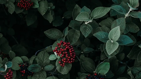 长满红色小果实的植物&ldquo;黑果荚蒾&rdquo;等叶子桌面壁纸