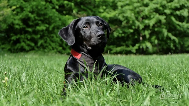 不同颜色的忠诚狗狗拉布拉多猎犬图片 第18张