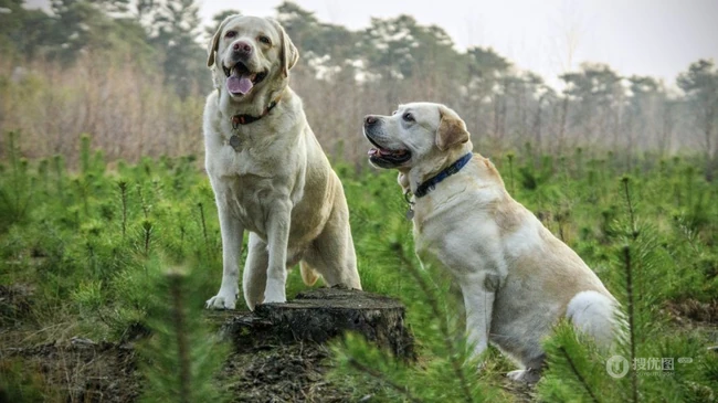 不同颜色的忠诚狗狗拉布拉多猎犬图片 第2张