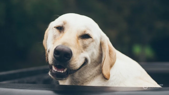 不同颜色的忠诚狗狗拉布拉多猎犬图片 第13张