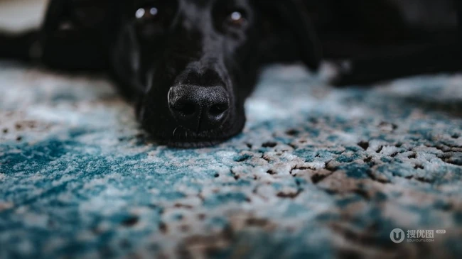 不同颜色的忠诚狗狗拉布拉多猎犬图片 第19张