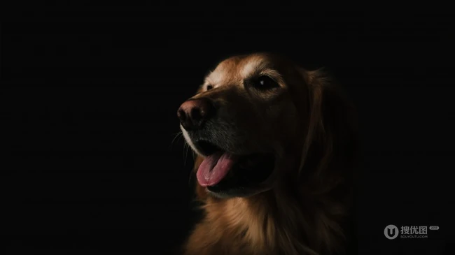 不同颜色的忠诚狗狗拉布拉多猎犬图片 第8张
