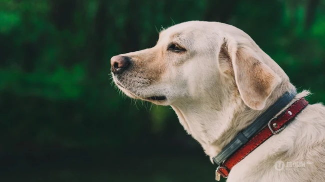 不同颜色的忠诚狗狗拉布拉多猎犬图片 第3张