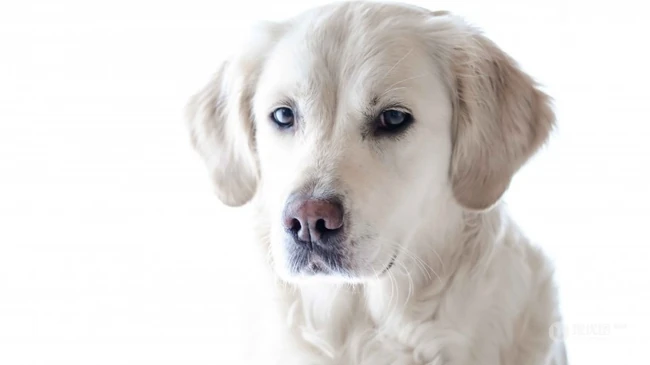 不同颜色的忠诚狗狗拉布拉多猎犬图片 第9张