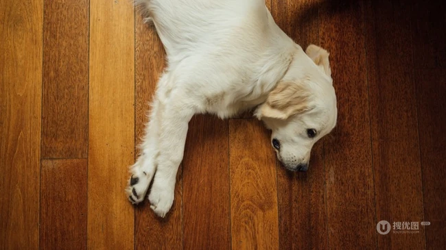 不同颜色的忠诚狗狗拉布拉多猎犬图片 第7张