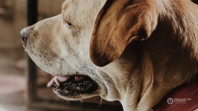 不同颜色的忠诚狗狗拉布拉多猎犬图片 第16张