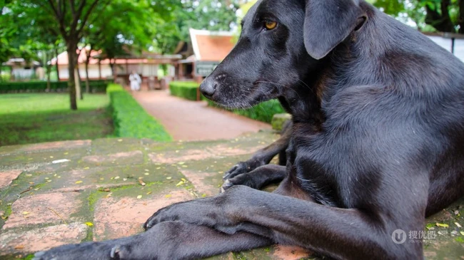 不同颜色的忠诚狗狗拉布拉多猎犬图片 第5张