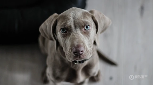不同颜色的忠诚狗狗拉布拉多猎犬图片 第15张