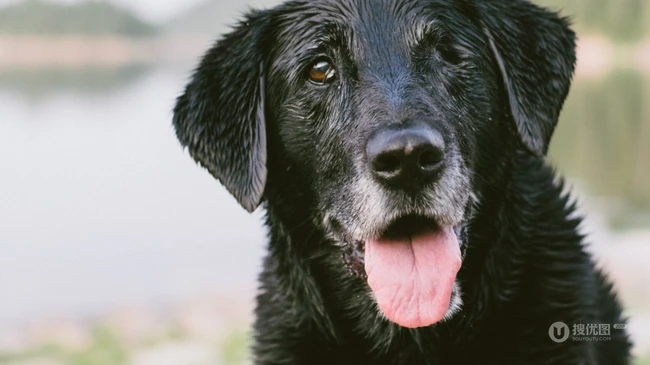 不同颜色的忠诚狗狗拉布拉多猎犬图片 第10张