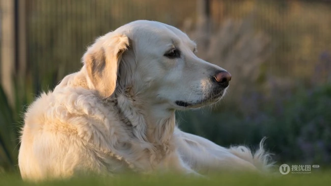 不同颜色的忠诚狗狗拉布拉多猎犬图片 第6张