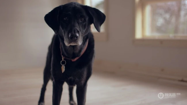 不同颜色的忠诚狗狗拉布拉多猎犬图片 第14张