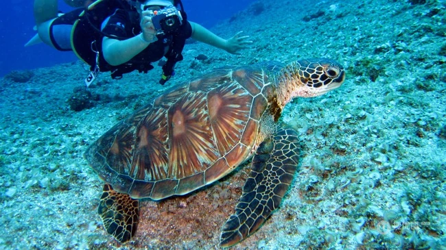 深海中游泳还和你打招呼的可爱海龟图片 第2张