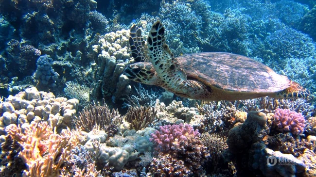 深海中游泳还和你打招呼的可爱海龟图片 第4张