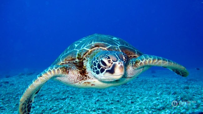 深海中游泳还和你打招呼的可爱海龟图片 第8张