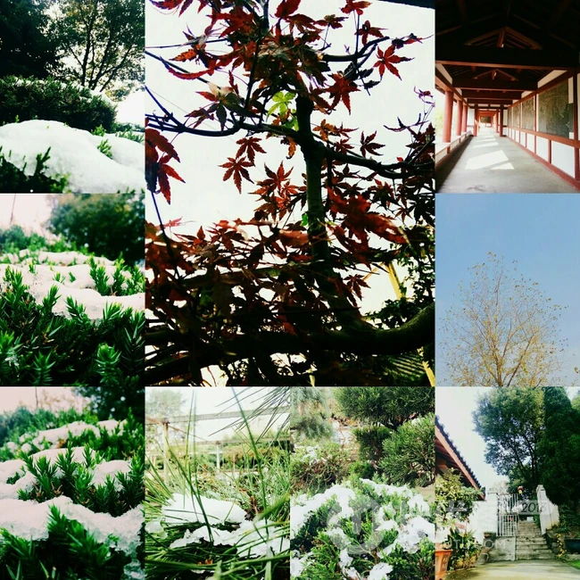 唯美清新的九宫格，以及图片拼接植物类意境图片 第2张