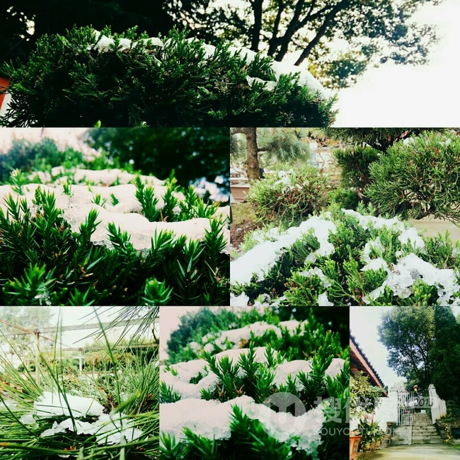唯美清新的九宫格，以及图片拼接植物类意境图片 第5张