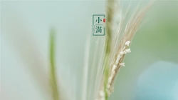 田野里金黄的麦穗图片，二十四节气之小满唯美桌面壁纸