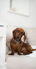 腊肠犬,波尔多犬,猎浣熊犬动物手机壁纸