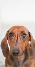 腊肠犬,波尔多犬,猎浣熊犬动物手机壁纸