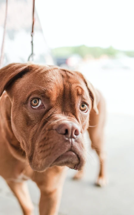腊肠犬,波尔多犬,猎浣熊犬动物手机壁纸