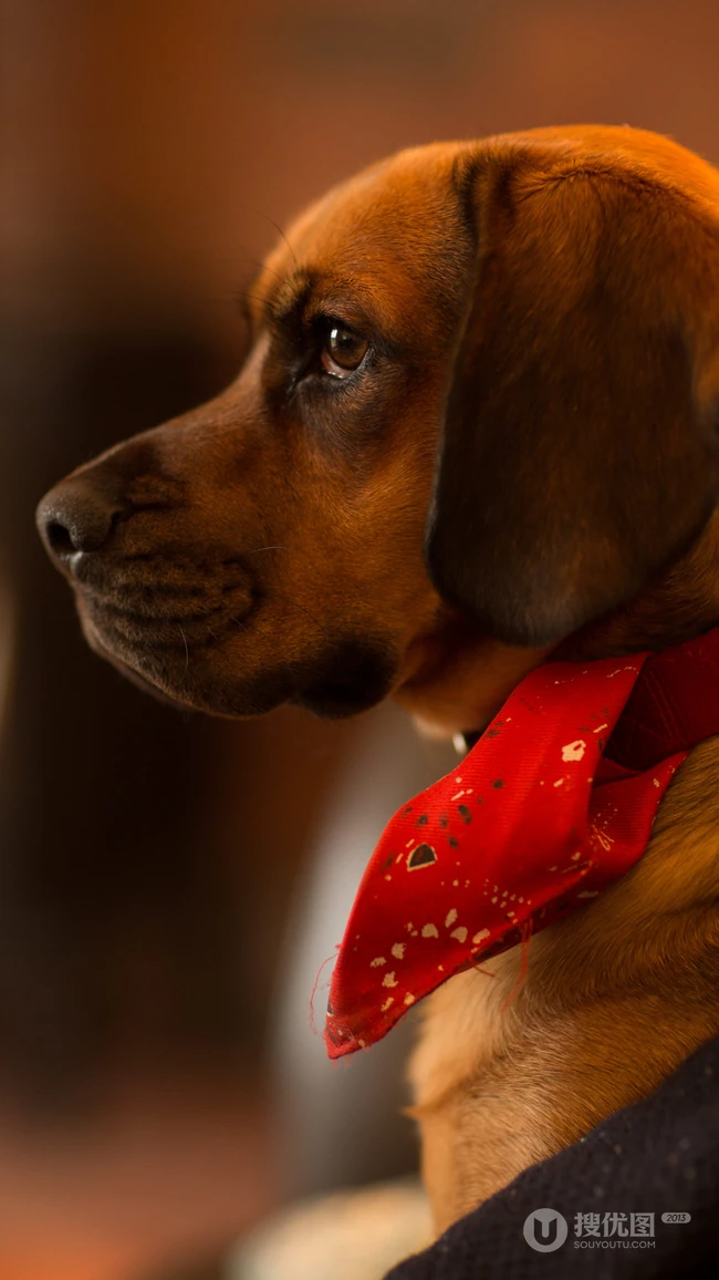 腊肠犬,波尔多犬,猎浣熊犬动物手机壁纸