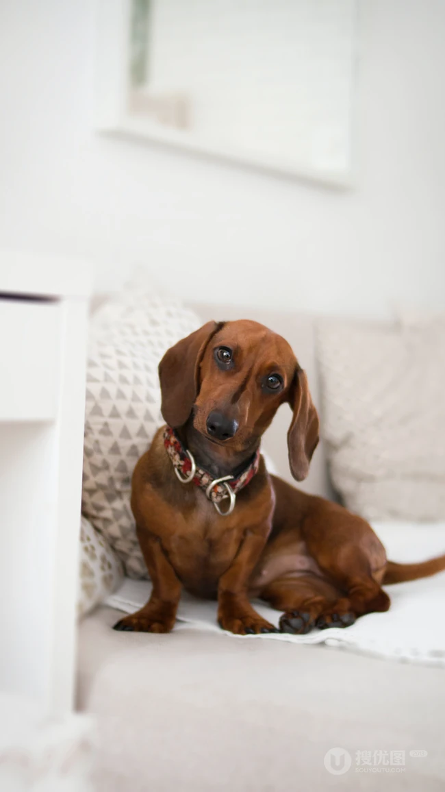 腊肠犬,波尔多犬,猎浣熊犬动物手机壁纸