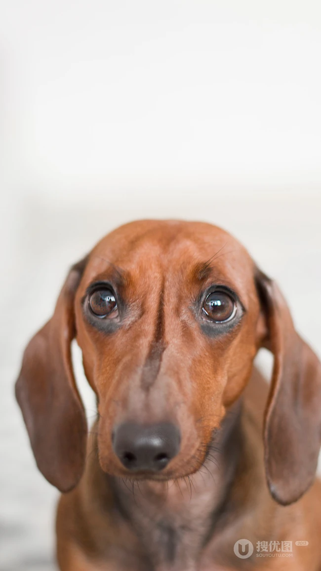 腊肠犬,波尔多犬,猎浣熊犬动物手机壁纸