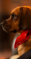 腊肠犬,波尔多犬,猎浣熊犬动物手机壁纸