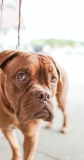 腊肠犬,波尔多犬,猎浣熊犬动物手机壁纸