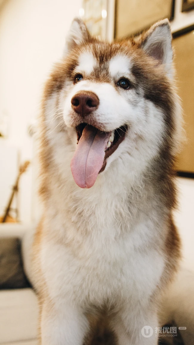 坐在客厅沙发吐着舌头的萌宠&ldquo;阿拉斯加雪橇犬&rdquo;高清手机壁纸