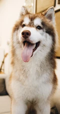 坐在客厅沙发吐着舌头的萌宠&ldquo;阿拉斯加雪橇犬&rdquo;高清手机壁纸