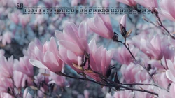 2020年5月日历壁纸，清新花卉系列高清日历桌面壁纸图片