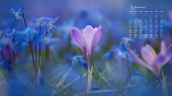 2020年5月日历壁纸，清新花卉系列高清日历桌面壁纸图片