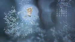 2020年5月日历壁纸，清新花卉系列高清日历桌面壁纸图片