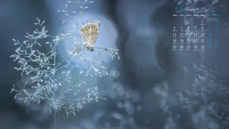 2020年5月日历壁纸，清新花卉系列高清日历桌面壁纸图片