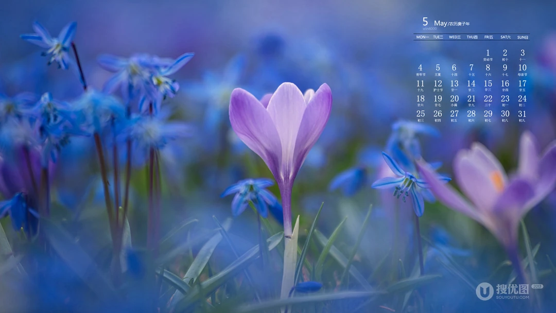 2020年5月日历壁纸，清新花卉系列高清日历桌面壁纸图片