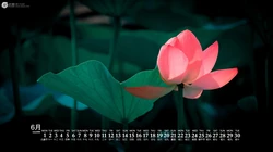 荷花，荷叶，森林吉他、莲蓬，绿叶等养眼2020年6月日历壁纸
