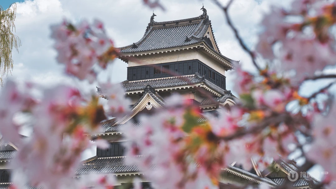 日本标志性建筑前的唯美樱花超清8K摄影桌面壁纸