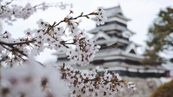 日本标志性建筑前的唯美樱花超清8K摄影桌面壁纸