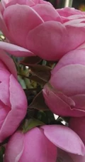 花开锦簇的艾拉绒球，非常漂亮的粉色月季花艾拉绒球图片