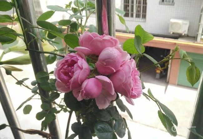 花开锦簇的艾拉绒球，非常漂亮的粉色月季花艾拉绒球图片