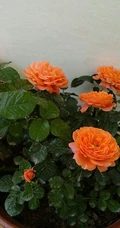 橙色花朵的月季花品种土星王阳台图片