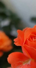 橙色花朵的月季花品种土星王阳台图片