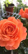 橙色花朵的月季花品种土星王阳台图片