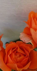 橙色花朵的月季花品种土星王阳台图片