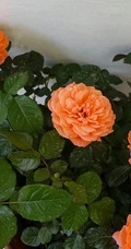 橙色花朵的月季花品种土星王阳台图片