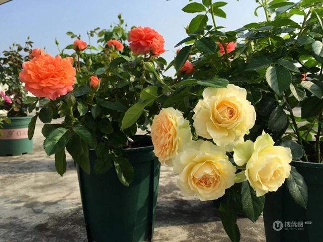 橙色花朵的月季花品种土星王阳台图片